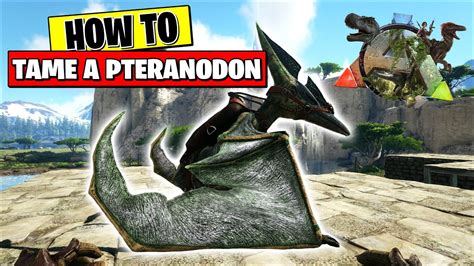 Ark Survival How To Tame A Pteranodon Youtube