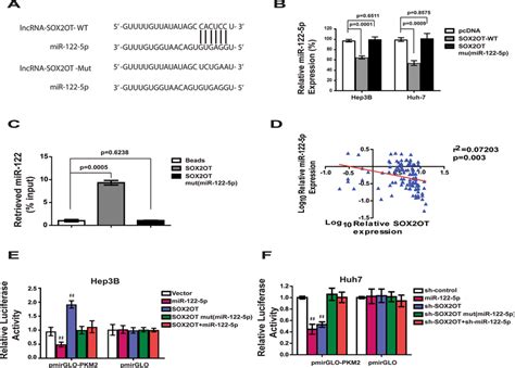 MiR 122 5p Is A Direct Target Of LncRNA SOX2OT A Schematic Outlining