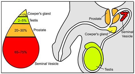 Antioxidants Free Full Text Antioxidants Present In Reproductive Tract Fluids And Their