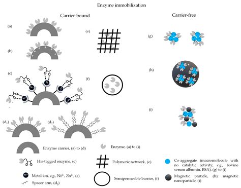 Processes Free Full Text Enzyme Immobilization And Co