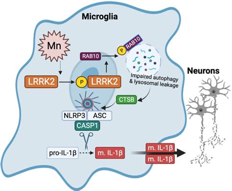 The Role Of Microglial Lrrk2 Kinase In Manganese Induced Inflammatory