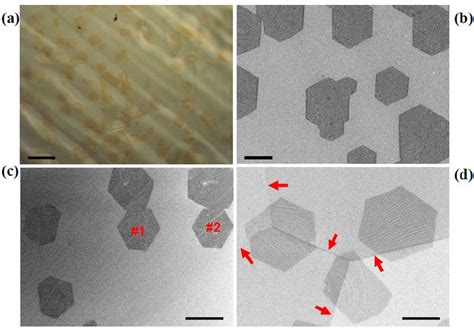 Graphene Grains Grown On Cu Substrates A An Optical Microscopy Image Download Scientific