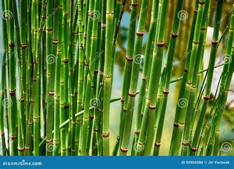 Textura De Bambu Verde Foto De Stock Imagem De Org Nico