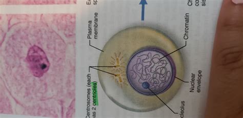 Mitosis Of Cells Flashcards Quizlet