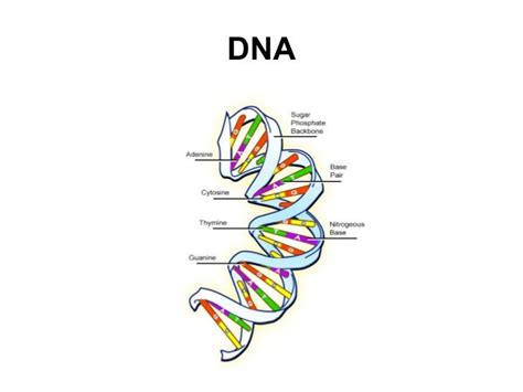 Dna Structure