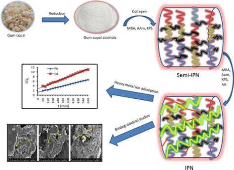 Exploring The Heavy Metal Ion Sequestration Ability Of Gum Copal