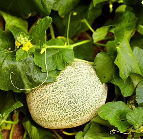 Tips For Growing Cantaloupe Thats So Juicy Its Worth The Effort