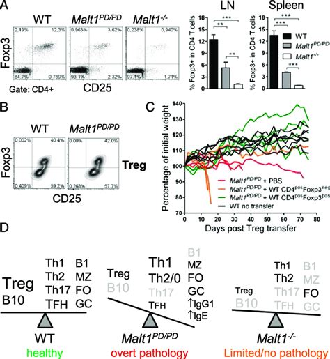 Reconstitution Of Malt1 Pd Pd Mice With Wt Treg Delays Disease