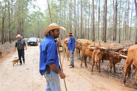 Tapira realiza Encontro de Carreiros Jornal Interação