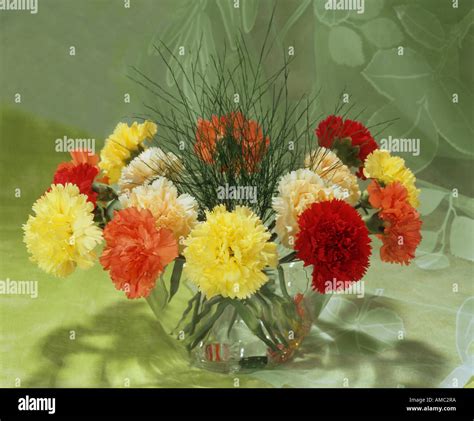 Carnations High Resolution Stock Photography And Images Alamy