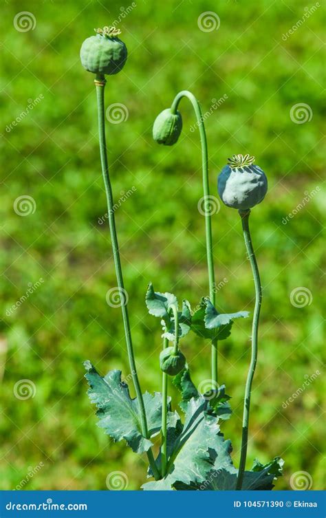 Papaver Somniferum The Opium Poppy Is A Species Of Flowering Plant In