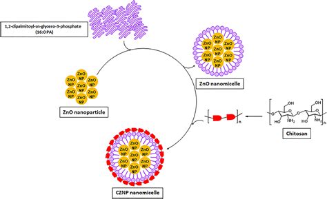 Frontiers A Streamlined Study On Chitosan Zinc Oxide Nanomicelle