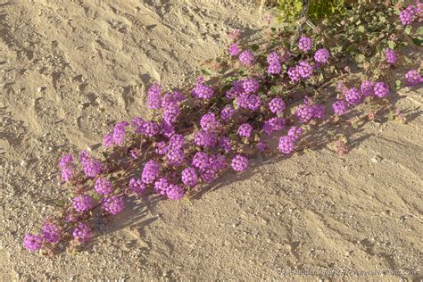 Abronia villosa Stretching Out – Alexander S. Kunz Photography