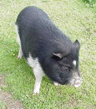 Potbellied pig – Extension Shawano County