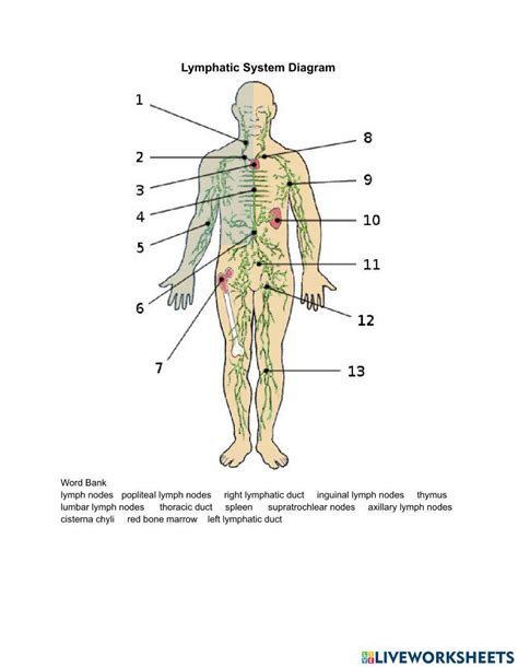 The Lymphatic System Diagram Worksheet Live Worksheets 48 Off