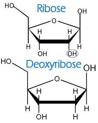 Molecules: ribose deoxyribose