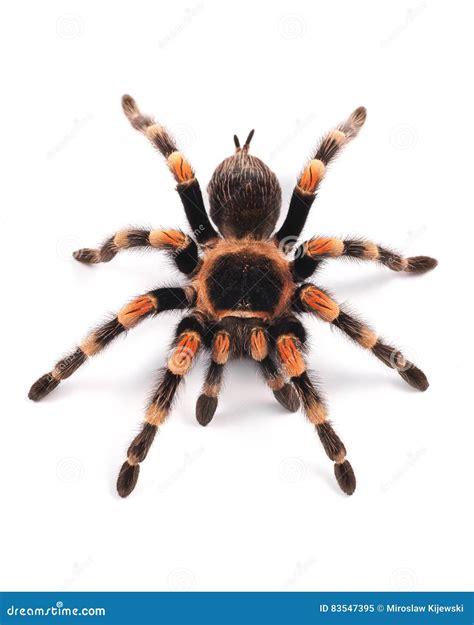 Tarantula Spider Female Stock Image Image Of Tarantula 83547395