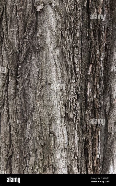 Chestnut tree bark hi-res stock photography and images - Alamy