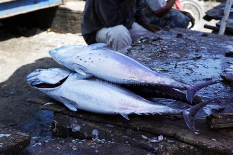 Peixes Empilhados No Mercado De Peixes De Pedra Da Cidade Imagem De