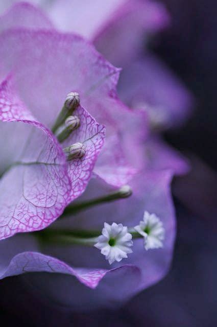 Bougainvillea How Beautiful Tg By Comolebi On Flickr Exotic