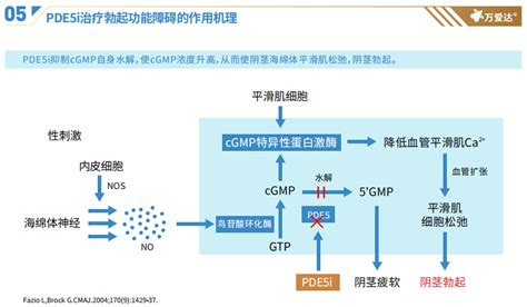 一文带你了解——西地那非口崩片和西地那非普通片的不同之处 知乎