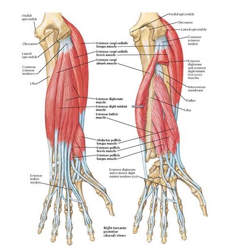 Individual Muscles Of Forearm Extensors Of Wrist And Digits Anatomy