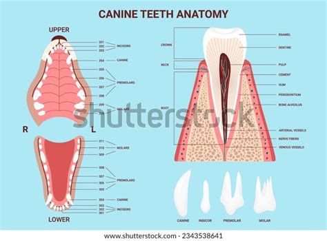 Anatomy Tooth: Over 60,940 Royalty-Free Licensable Stock Vectors ...