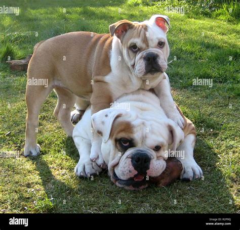 British bulldog game hi-res stock photography and images - Alamy