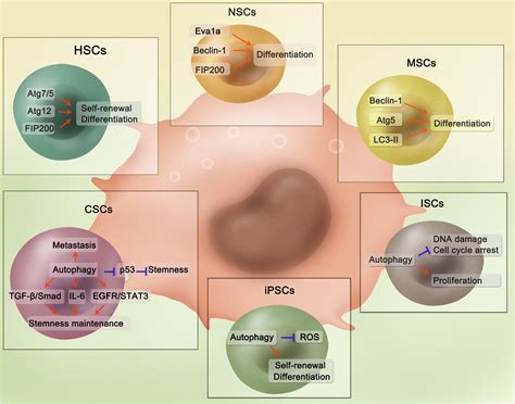 Frontiers Role Of Autophagy In The Maintenance Of Stemness In Adult