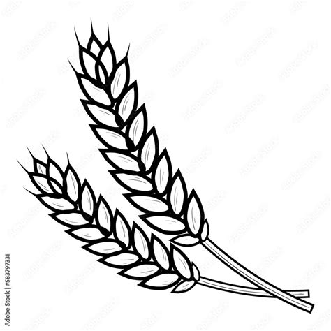 Wheat ears crops hand drawn sketch illustration icon. Stock Illustration | Adobe Stock