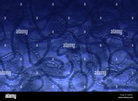 Nostoc algae hi-res stock photography and images - Alamy