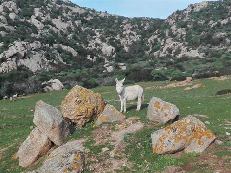 Depuis Stintino Visite Guid E Du Parc National De L Asinara En