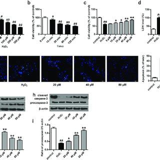 Phillyrin Promoted Akt Phosphorylation In Primary Neurons A