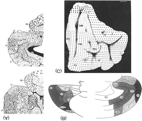 Architectonic Maps Of The Prefrontal Cortex Of Humans By Three