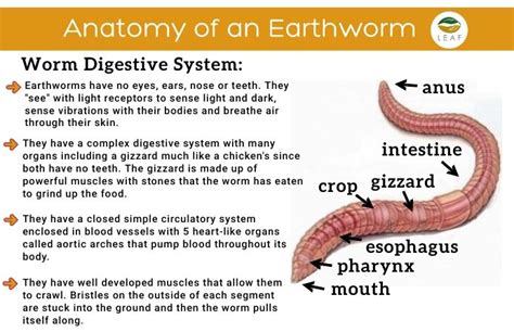 Copy of Anatomy of a Worm | Worms, Worm science, Anatomy