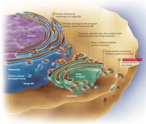 Secretory Vesicles Definition Structure Functions And Diagram