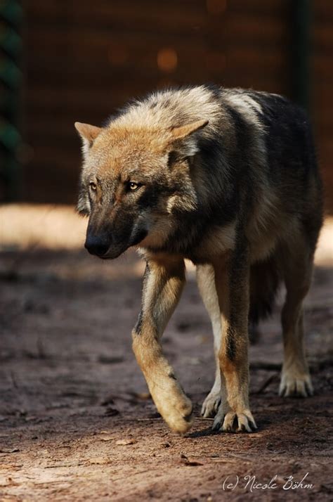 Wölfe Kurpfalz Park Wachenheim Der Große Wild Und Erlebnispark