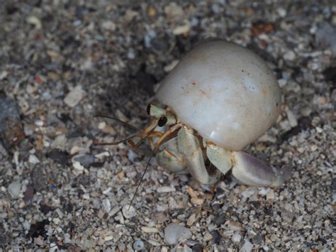 Tawny Hermit Crab From Semporna MY SA MY On January 29 2017 At 08 58