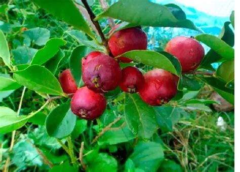 Frutas De La Costa Sierra Y Oriente Del Ecuador Brenp