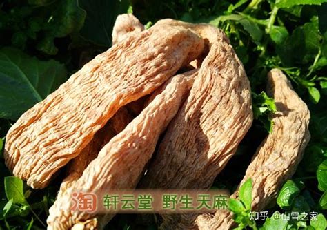 天麻的功效与作用正确吃法 知乎