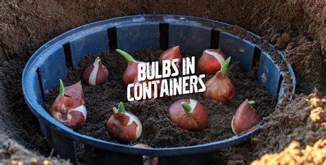 Planting Bulbs In Containers Garden Culture Magazine Nature S Gateway