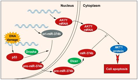 P Microrna B Akt Regulates Colorectal Cancer Cell Apoptosis In