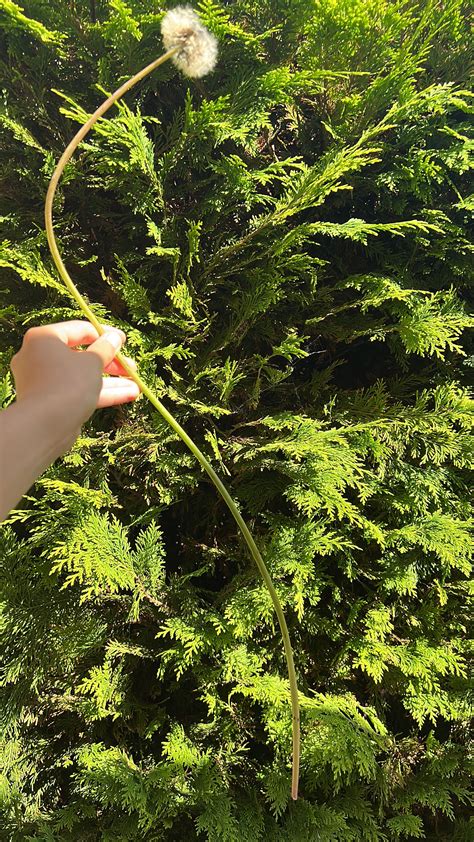 This Absolute Unit Of A Dandelion I Found In My Garden Today R