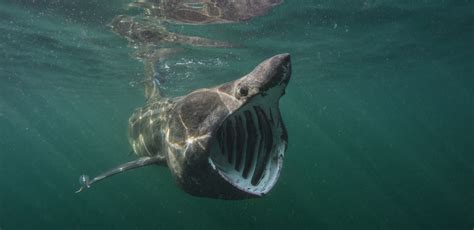 Basking Shark Species Profile Scottish Wildlife Trust