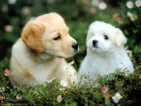 beautiful brown white dog picture wallpaperscom