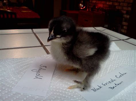 Black Frizzle Cochin Bantam Days Old Grams Violet Backyard