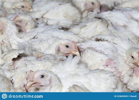 Broiler Breed Of Chicken Royalty-Free Stock Photography | CartoonDealer ...