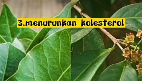 Salah Satunya Ampuh Turunkan Kolesterol Ternyata Ini Manfaat Daun