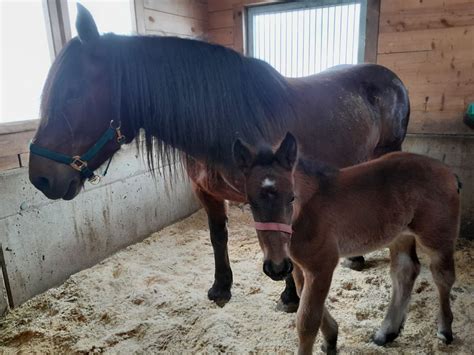 Mary Noriker Stute Braun Pferd Austria