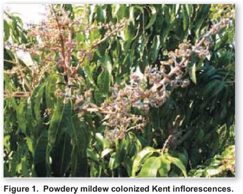 Figure From Assessment Of Spray Application Of Mono Potassium